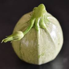 Attēlu rezultāti vaicājumam “Cucurbita pepo”