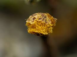 Attēlu rezultāti vaicājumam “Trichia erecta”