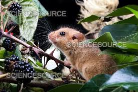 Attēlu rezultāti vaicājumam “Muscardinus avellanarius”