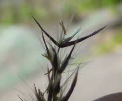 Attēlu rezultāti vaicājumam “Calamagrostis canescens fruit”