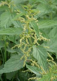 Attēlu rezultāti vaicājumam “Urtica dioica leaf”