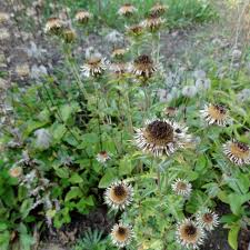 Attēlu rezultāti vaicājumam “Carlina biebersteinii leaf”