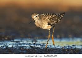 Attēlu rezultāti vaicājumam “Tringa glareola”