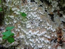 Attēlu rezultāti vaicājumam “Physisporinus vitreus”