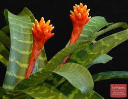 Картинки по запросу гусмания