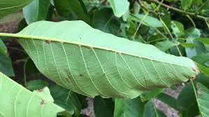 Attēlu rezultāti vaicājumam “Juglans regia leaf”