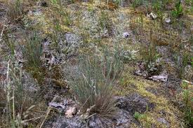 Attēlu rezultāti vaicājumam “Corynephorus canescens fruit”