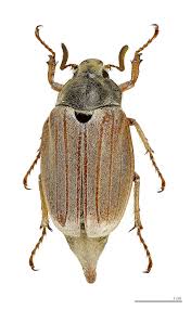 Attēlu rezultāti vaicājumam “Melolontha melolontha”