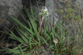 Attēlu rezultāti vaicājumam “Valerianaceae”