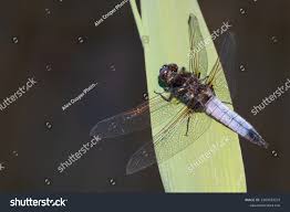 Attēlu rezultāti vaicājumam “Libellula fulva male”