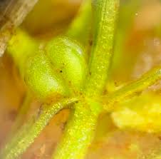 Attēlu rezultāti vaicājumam “Callitriche verna flower”