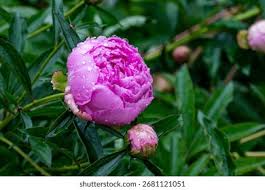 Attēlu rezultāti vaicājumam “Paeoniaceae”