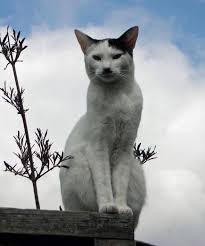 Image result for kitler