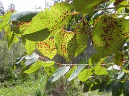 Attēlu rezultāti vaicājumam “Mycosphaerella ulmi”