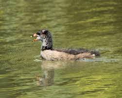 Attēlu rezultāti vaicājumam “Gallinula chloropus juvenile”