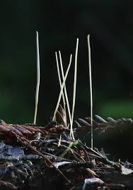 Attēlu rezultāti vaicājumam “Macrotyphula juncea”
