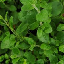 Image result for Origanum vulgare