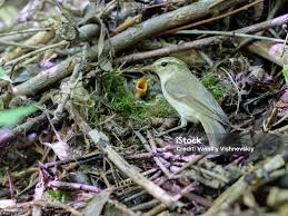 Attēlu rezultāti vaicājumam “Phylloscopus trochiloides”