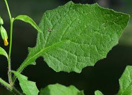 Attēlu rezultāti vaicājumam “Lapsana communis”