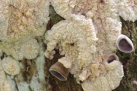 Attēlu rezultāti vaicājumam “Phlebia rufa”