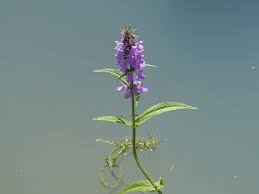 Attēlu rezultāti vaicājumam “Stachys palustris leaf”