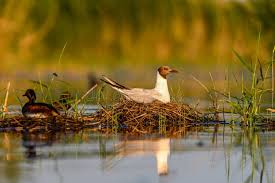 Attēlu rezultāti vaicājumam “Larus ridibundus eggs”
