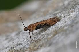 Attēlu rezultāti vaicājumam “Semioscopis avellanella imago”