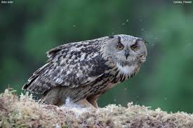 Attēlu rezultāti vaicājumam “Bubo bubo”