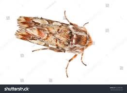 Attēlu rezultāti vaicājumam “Panolis flammea”