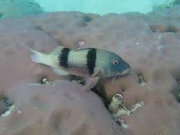 Image result for Parupeneus trifasciatus