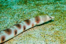 Image result for Diplodus ascensionis