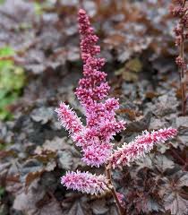 Attēlu rezultāti vaicājumam “Astilbe chinensis leaf”