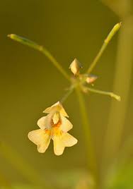 Attēlu rezultāti vaicājumam “Impatiens parviflora leaf”