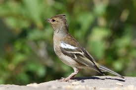 Attēlu rezultāti vaicājumam “Fringilla coelebs female”
