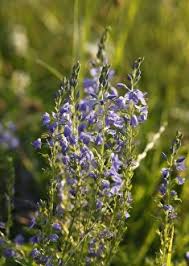 Image result for Veronica teucrium
