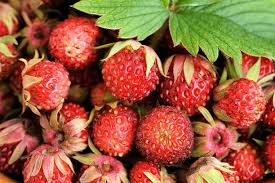 Attēlu rezultāti vaicājumam “Fragaria viridis fruit”