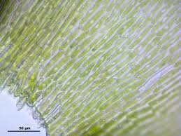 Attēlu rezultāti vaicājumam “Isothecium alopecuroides”