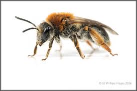 Attēlu rezultāti vaicājumam “Andrena haemorrhoa female”