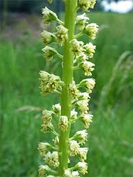 Image result for Reseda luteola