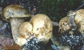 Attēlu rezultāti vaicājumam “Scleroderma citrinum”