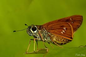 Attēlu rezultāti vaicājumam “Hesperiidae”