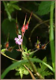 Attēlu rezultāti vaicājumam “Geranium robertianum fruit”