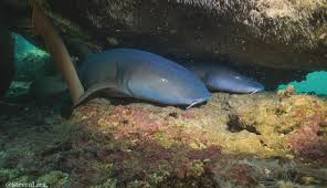 Image result for Ginglymostoma unami