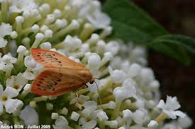 Attēlu rezultāti vaicājumam “Miltochrista miniata”