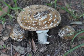 Attēlu rezultāti vaicājumam “Amanita pantherina”