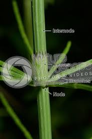 Attēlu rezultāti vaicājumam “Equisetum palustre”