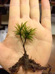 Attēlu rezultāti vaicājumam “Climacium dendroides sporophyte”