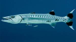 Image result for Sphyraena barracuda