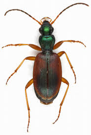 Attēlu rezultāti vaicājumam “Anchomenus dorsalis”