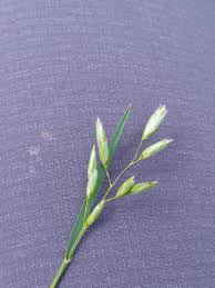 Attēlu rezultāti vaicājumam “Danthonia decumbens”